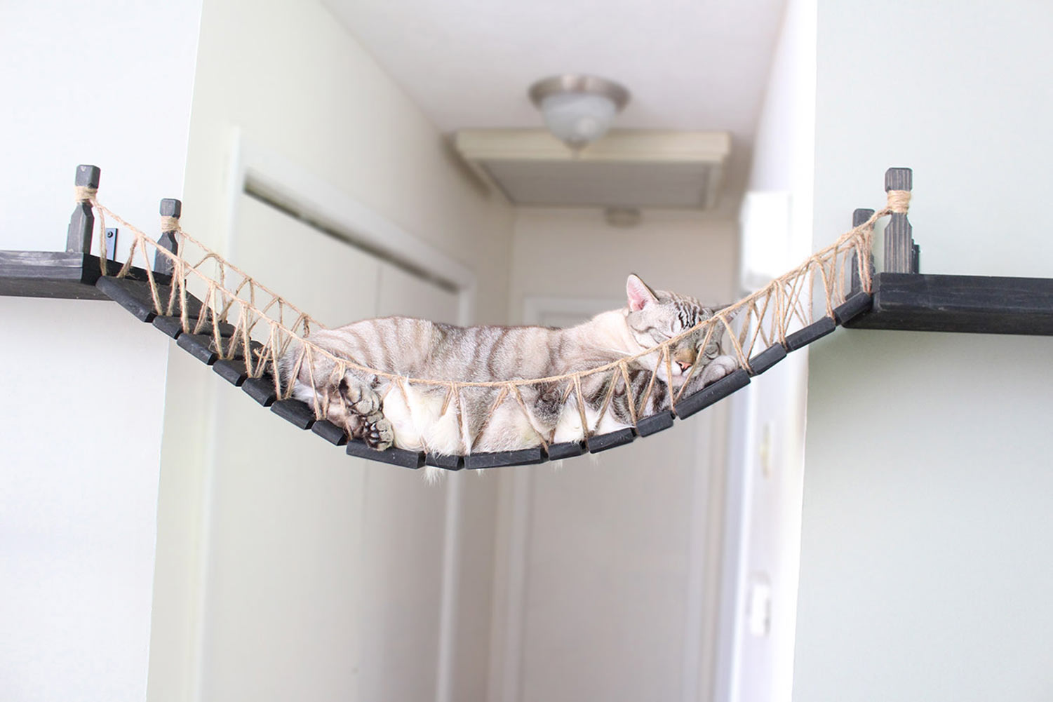 Cat Bridge for Wall by Catastrophic Creations