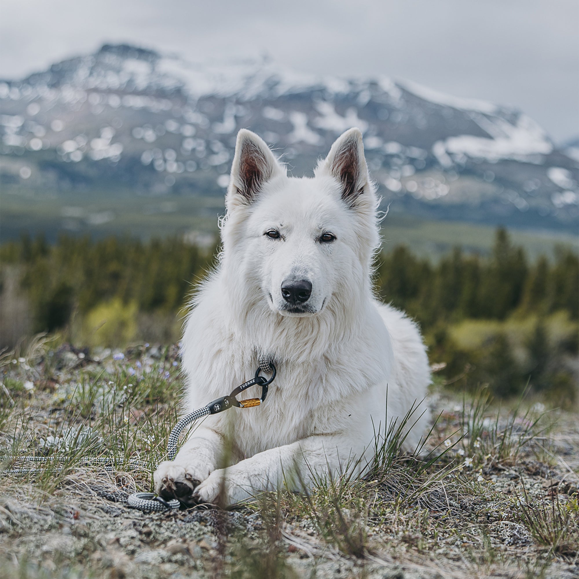 Slip Dog Collar – Small Norte | Adjustable Climbing Rope | Handmade by Tuenne