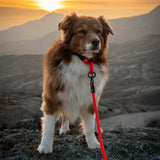 Slip Dog Collar – Small Norte | Adjustable Climbing Rope | Handmade by Tuenne