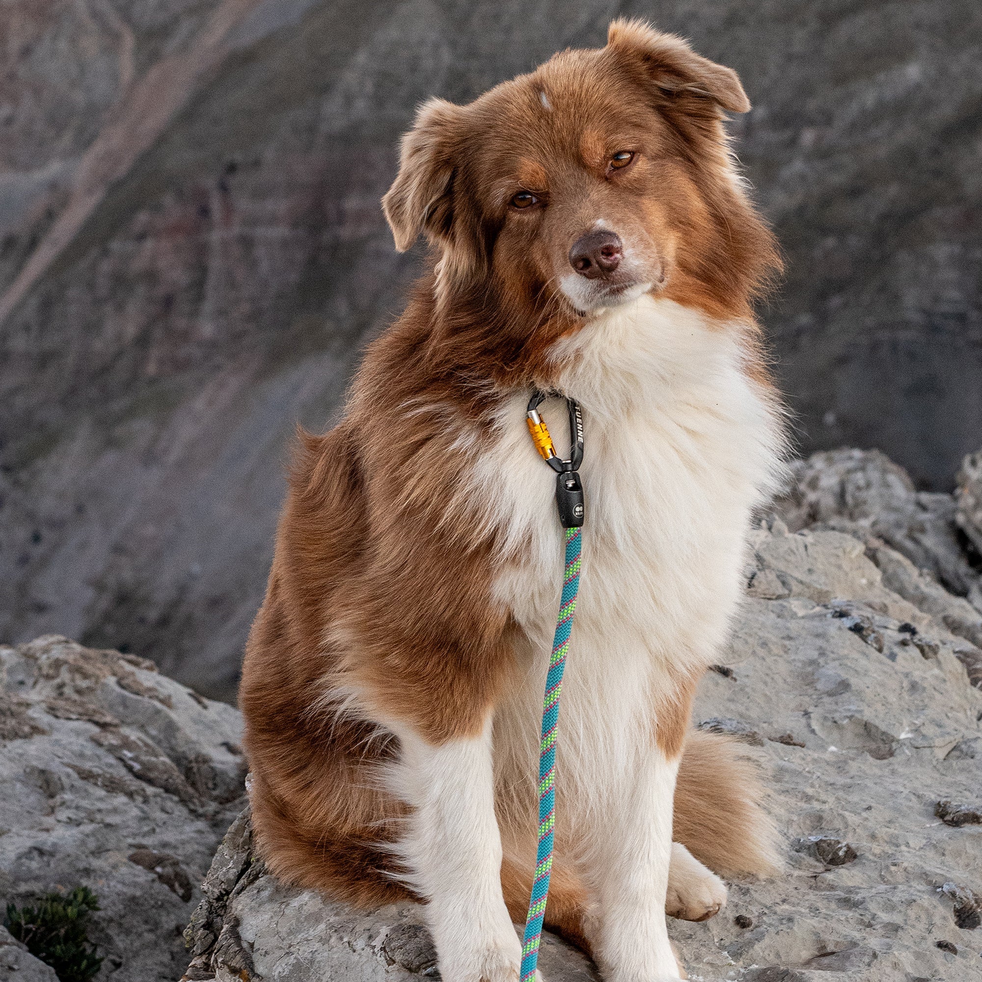 Slip Dog Collar – Small Norte | Adjustable Climbing Rope | Handmade by Tuenne