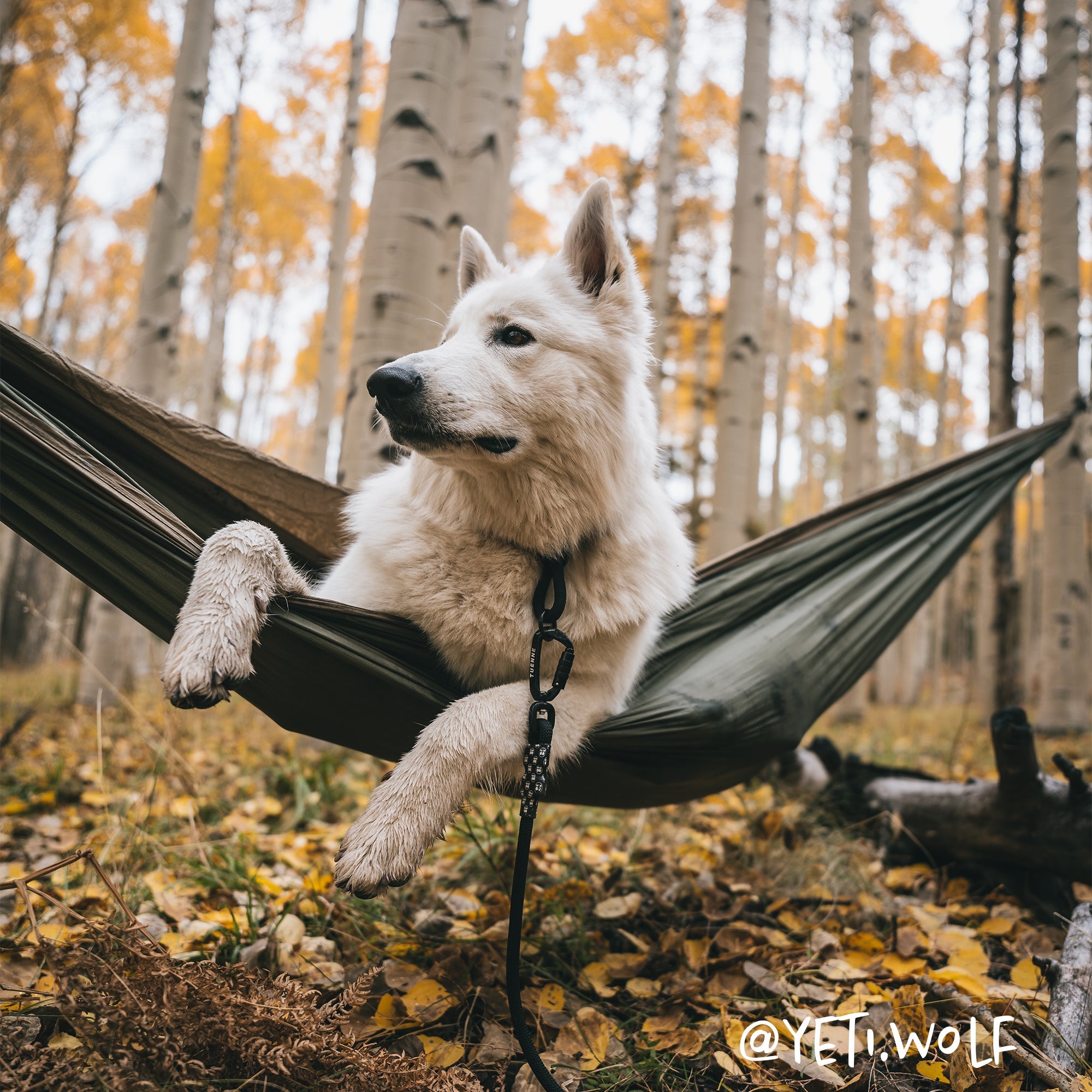 Slip Dog Collar – Small Norte | Adjustable Climbing Rope | Handmade by Tuenne