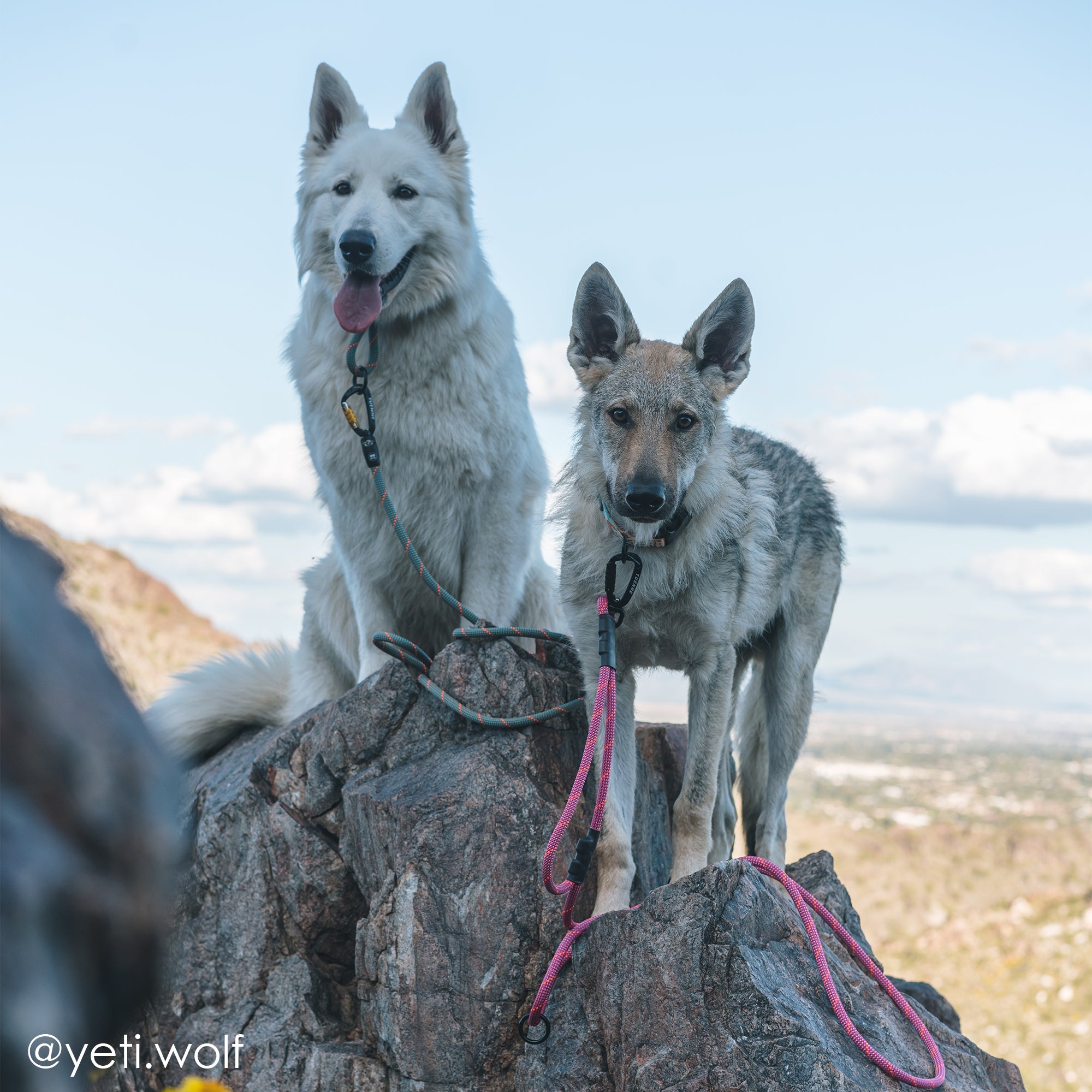 Customizable Boulder Hybrid Rope Dog Leash | Swiveling Carabiner | Tuenne