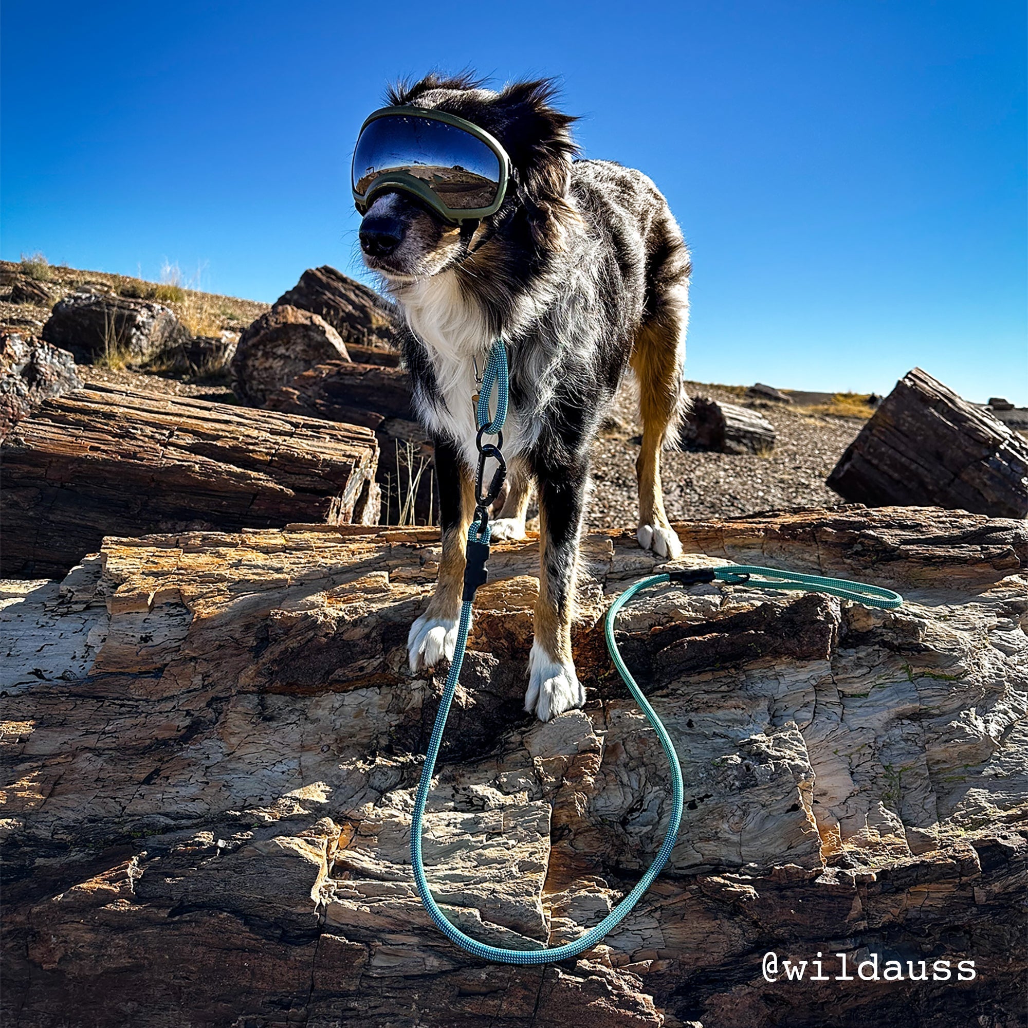 Medium Norte Slip Dog Collar | 20–24" Fit | Tuenne