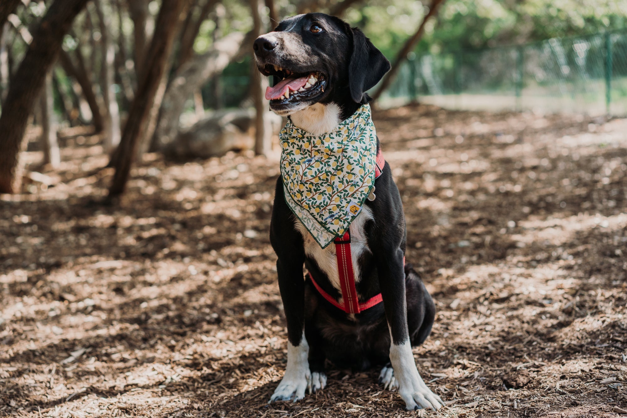 Limoncello Dog Bandana