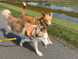 Bike Tow Leash Double Dog Package